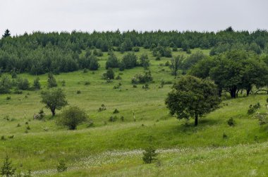 Glade ve yeşil orman, Vitosha mountain Panoraması