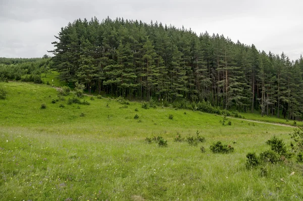Panorama na Polanie i zielony las, góry Witosza — Zdjęcie stockowe