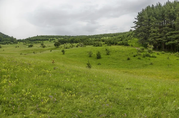 Panorama of glade and  green  forest, Vitosha mountain — Stock Photo, Image