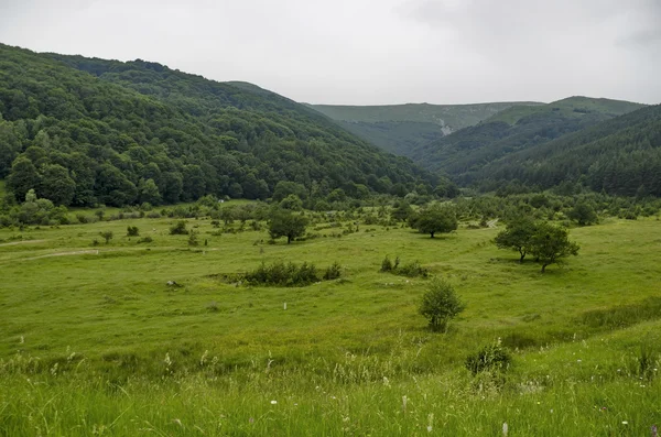 Panorama de glade y bosque verde, montaña Vitosha — Foto de Stock