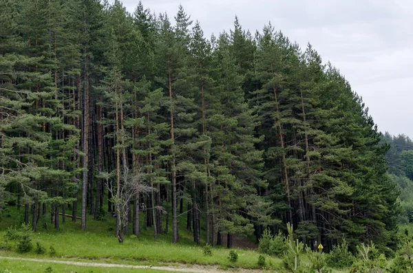 Yol ve yeşil iğne yapraklı orman, Vitosha mountain Panoraması