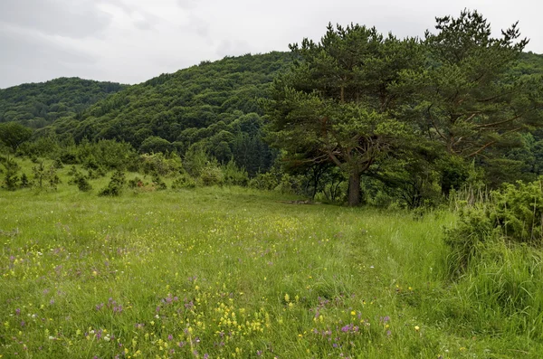 Panorama de clareira e floresta verde, montanha Vitosha — Fotografia de Stock