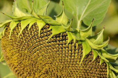 Bir baş ayçiçeği veya Helianthus annuus ayçiçeği alanında tohumu ile yakın çekim
