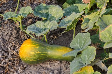 Sarı ve yeşil renkli sebze bahçesinde bitkileri ile keman kabak yatak