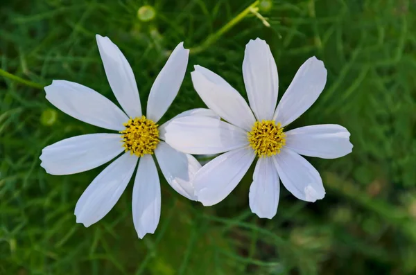 Květ Bílého Kosmu Zeleném Pozadí Zahradě Sofie Bulharsko — Stock fotografie