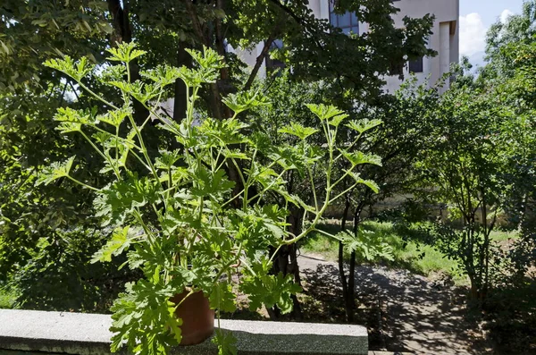 Pelargonium Graveolens Citronella Flores Geranio Con Hojas Verdes Una Maceta — Foto de Stock