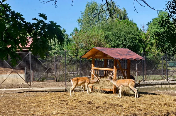 Mehrere Damhirschfutter Mit Heu Gestell Park Sofia Bulgarien — Stockfoto