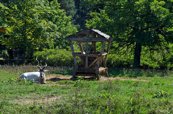 Vit Antilop Koppla Höstens Gröna Park Sofia Bulgarien — Stockfoto