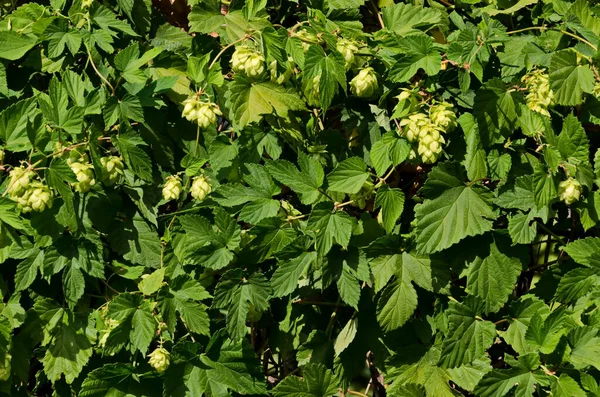 Flores Femeninas Humulus Lupulus También Llamado Lúpulo Bosque Bajo Sol — Foto de Stock