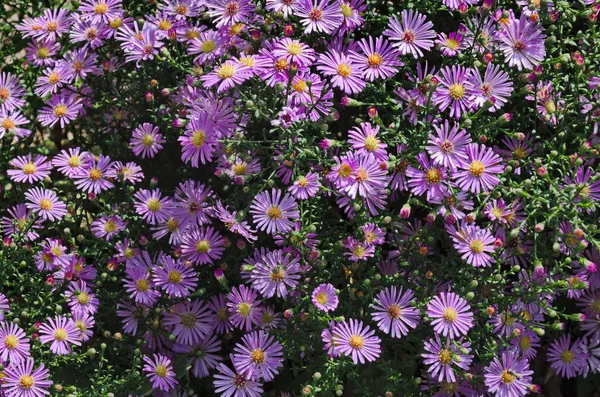 Colorful Purple Alpine Aster Astra Autumn Daisies Flowers Bunched Together — Stock Photo, Image