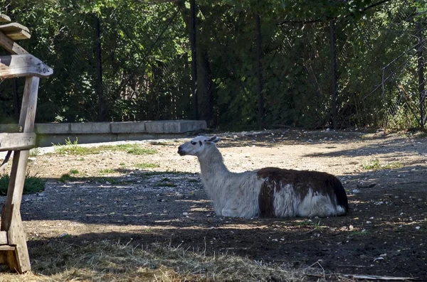 Lama Avec Motif Fourrure Brune Blanche Repose Dans Cour Ferme — Photo