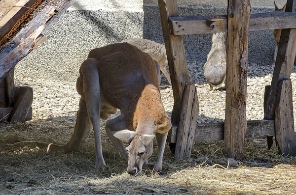 Australian Kangaroo Mother Resting Looking Her Child Joey Sofia Bulgaria — Stock Photo, Image