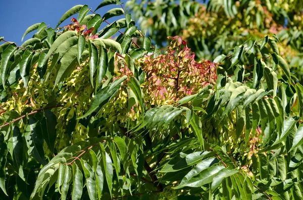 葉と赤の種子の木の天またはAilanthus Altissima ソフィア ブルガリア — ストック写真