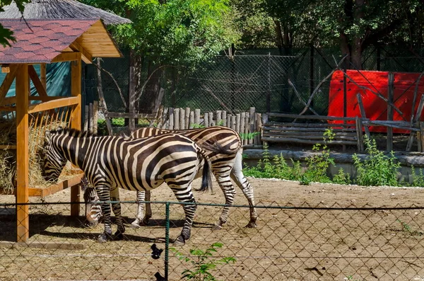 Verschillende Zebra Voeden Zich Met Hooi Van Een Buitenkribbe Tuin — Stockfoto