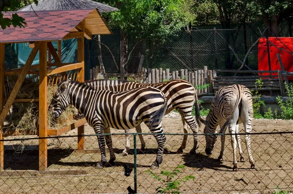 Verschillende Zebra Voeden Zich Met Hooi Van Een Buitenkribbe Tuin — Stockfoto