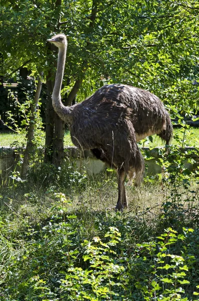 Portrait Autruche Dans Une Partie Parc Été Sofia Bulgarie — Photo