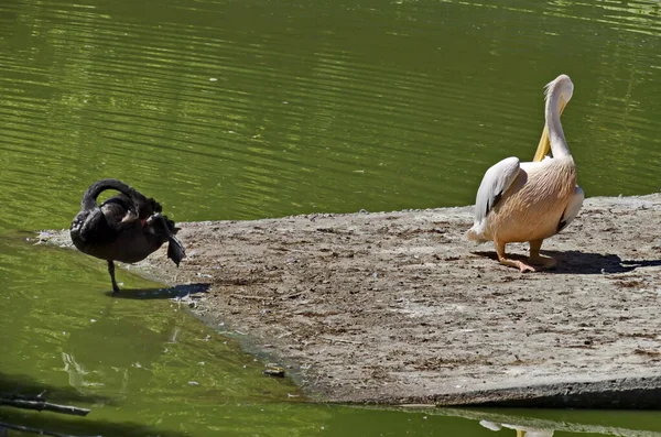 Pelícano Pelecanus Onocrotalus Cisne Negro Arreglan Sus Plumas Después Nadar — Foto de Stock