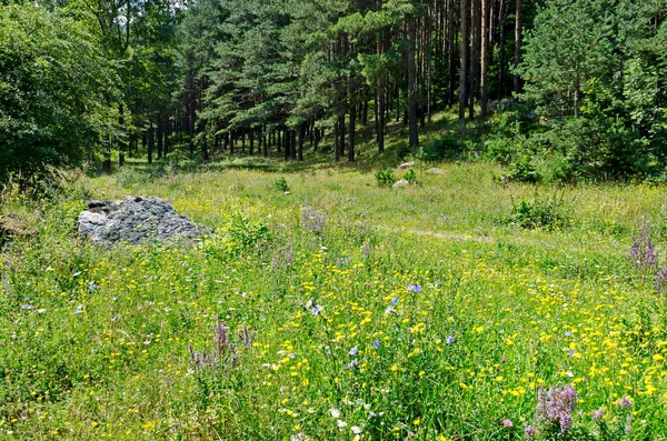 Bosque Verde Prados Flores Rila Mountain Bulgaria — Foto de Stock