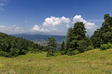 Bulgaristan 'ın Rila dağındaki yeşil orman, yol ve çiçek çayırları 