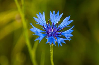 Yeşil zemin üzerinde yabani çiçek mavisi veya Centaurea cyanus, Plana Dağı, Bulgaristan  