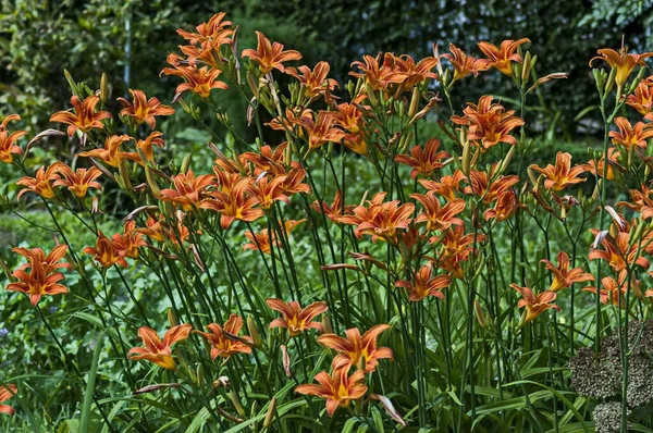 Žluté Květy Madonna Lily Nebo Lilium Kandidum Rozmazaném Zeleném Pozadí — Stock fotografie