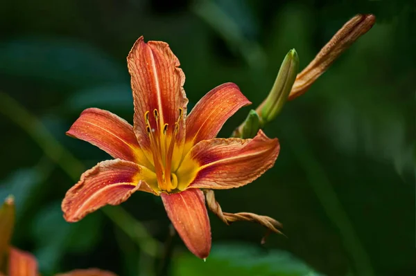 Yellow flowers of Madonna Lily or Lilium candidum on blurred green background, Sofia, Bulgaria