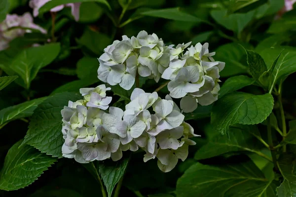 ソフィア ブルガリアの花や葉を持つ複数の白いアジサイ植物やホルテンシアの花 — ストック写真