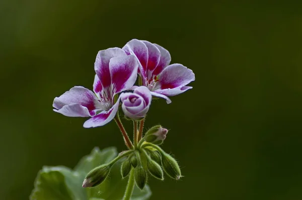 ペラルゴニウムまたはゼラニウムピンクの色は 開花と芽のグループ ソフィア ブルガリアをよく見てください — ストック写真
