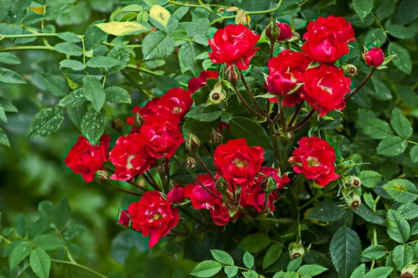 Foto Rosenbuske Med Blommande Röd Färg Naturpark Sofia Bulgarien — Stockfoto