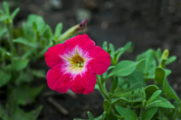 Rote Petunienblume Beet Garten Sofia Bulgarien Europa — Stockfoto