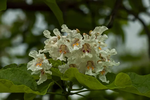 Blisko Indyjskich Kwiatów Fasoli Lub Catalpa Bignonioides Ogrodzie Sofia Bułgaria — Zdjęcie stockowe