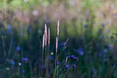 Bulgaristan 'ın Plana Dağı' ndaki bir sonbahar çayırının arka planında kuru çimen resmi 