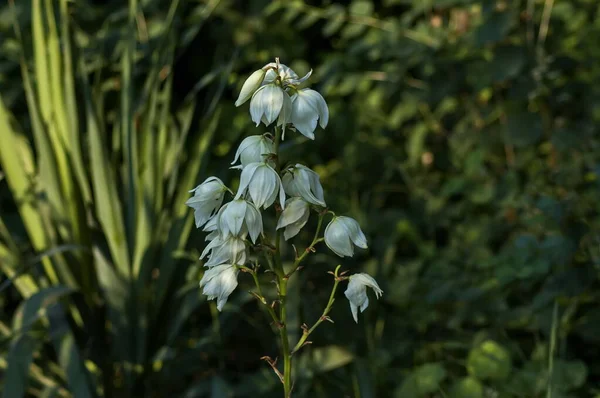 Pohled Rozkvetlou Bílou Rostlinu Yucca Nebo Kaktus Agave Zahradě Okres — Stock fotografie