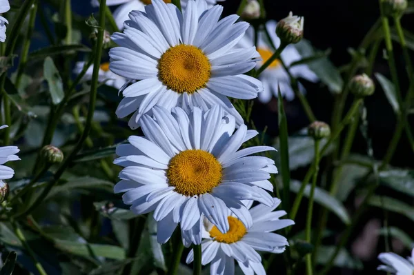 Květ Bílého Sedmikrásky Nebo Margueritu Veřejné Zahradě Sofie Bulharsko Evropa — Stock fotografie