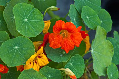 Yaz bahçesindeki Nasturtium çiçeği, Hint deresi veya tropaolum majus, Jeleznitsa, Bulgaristan    
