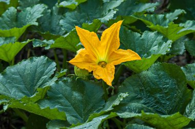 Bulgaristan 'ın Zavet kentindeki bahçede kabak çiçeği ve yeşil yapraklara yakın durun. 