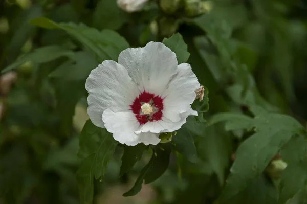 Hibiszkusz Vagy Roza Sinensis Egyetlen Édes Fehér Rózsaszín Virágának Közelsége — Stock Fotó