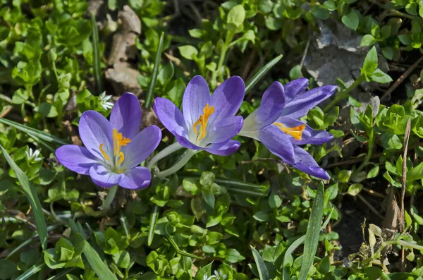 Gyönyörű Tavaszi Lila Crocus Kertben Szófia Bulgária — Stock Fotó