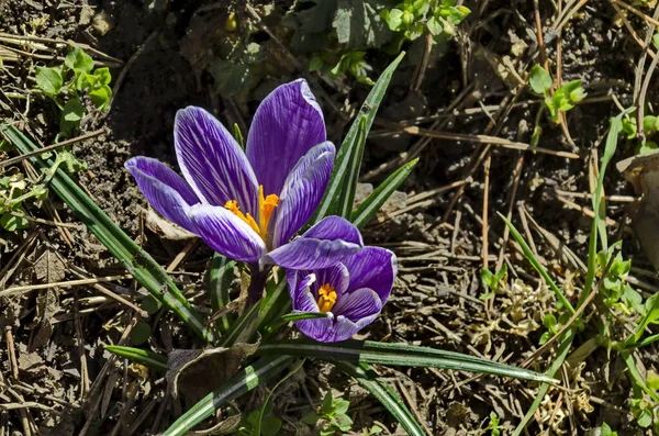 Bella Primavera Croco Viola Nel Giardino Sofia Bulgaria — Foto Stock