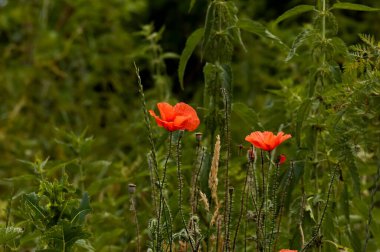 Yeşil çimlerin üzerinde güzel kırmızı gelincik, Sofya, Bulgaristan, Avrupa 