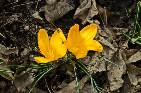 Gyönyörű Tavaszi Sárga Crocus Kertben Szófia Bulgária — Stock Fotó