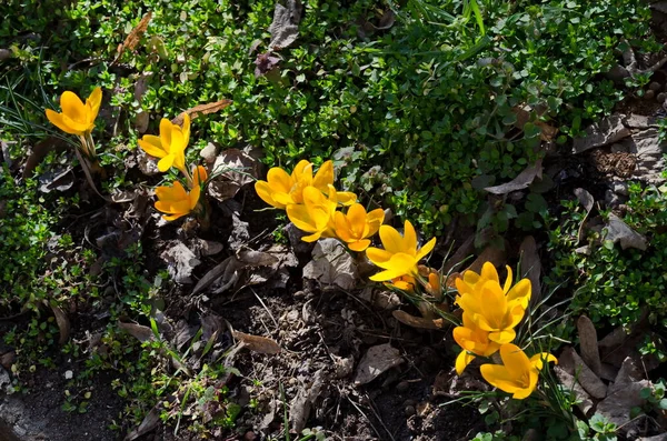 Όμορφη Άνοιξη Κίτρινο Κρόκο Στον Κήπο Σόφια Βουλγαρία — Φωτογραφία Αρχείου