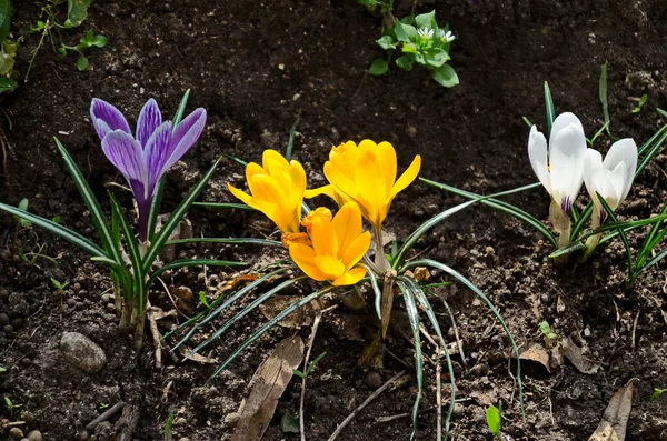 Gyönyörű Tavaszi Sárga Lila Fehér Crocus Kertben Szófia Bulgária — Stock Fotó