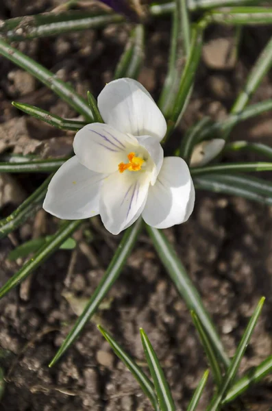Bella Primavera Croco Bianco Nel Giardino Sofia Bulgaria — Foto Stock