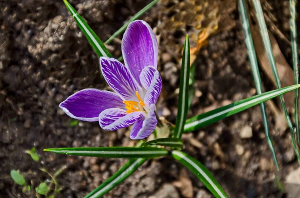 Prachtige Lente Paarse Krokus Tuin Sofia Bulgarije — Stockfoto