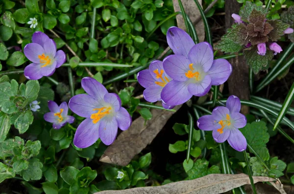 Gyönyörű Tavaszi Lila Crocus Kertben Szófia Bulgária — Stock Fotó