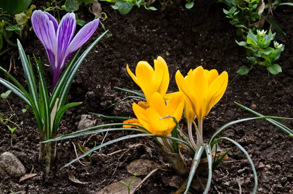 Prachtige Lente Gele Paarse Krokussen Tuin Sofia Bulgarije — Stockfoto