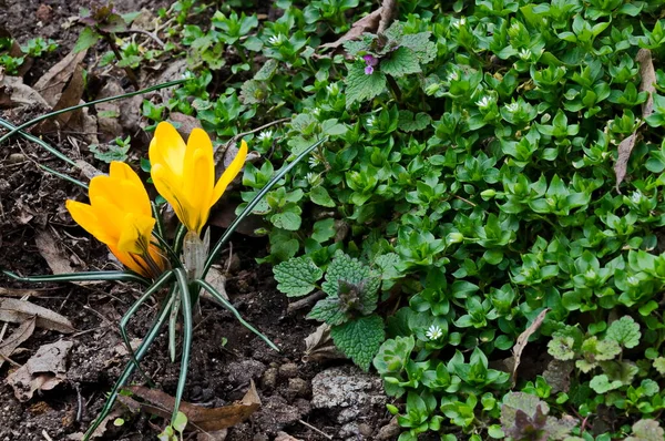 Gyönyörű Tavaszi Sárga Crocus Kertben Szófia Bulgária — Stock Fotó