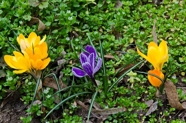 Gyönyörű Tavaszi Sárga Lila Crocus Kertben Szófia Bulgária — Stock Fotó