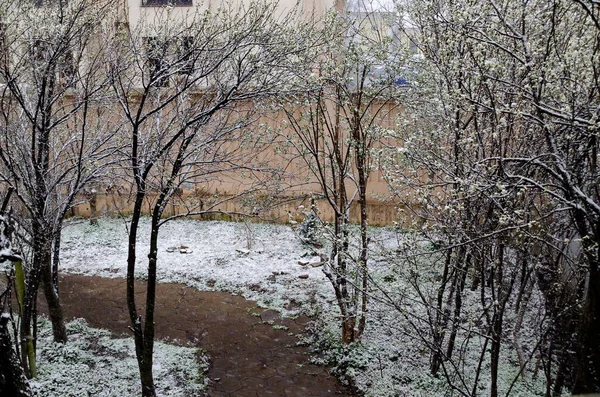 Una Nevada Tardía Fuerte Las Ramas Los Árboles Caídos Sofía — Foto de Stock